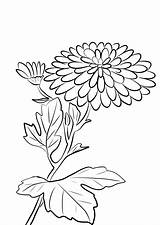 Chrysanthemum Crisantemo Colorare Crisantemi Drawing Morifolium Immagini Garten sketch template