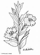 Coloring Petunia Pages Wildflower 74kb Color Getcolorings Print sketch template