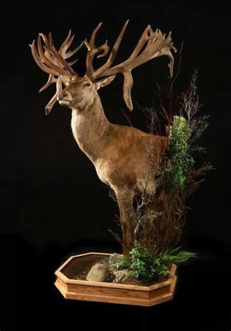 stag mounts images  pinterest taxidermy deer hunting  hunting