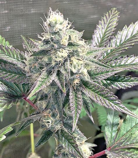 Larry Og Kush Feminized Seeds For Sale Information And Reviews Herbies
