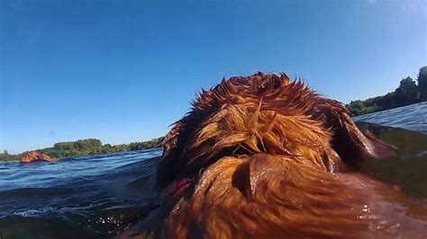 zwemmen met de honden youtube