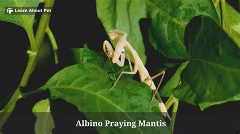 albino praying mantis rarity price health  cool facts