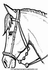 Cavallo Cavalli sketch template