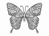 Mandala Vlinder Volwassenen Colorare Papillon Mariposa Farfalla Vlinders Motyl Volwassen Coloriage Zentangle Kleurend Vecteur Adulti Adultes Stockillustratie Downloaden Farfalle Mariposas sketch template