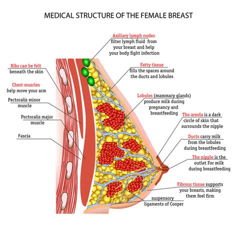 Breast Tissue Anatomy And Physiology 101 Jackie Bell