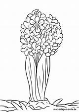 Hyazinthe Ausmalbilder Blumen Malvorlagen Ausmalen sketch template