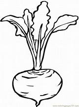 Beetroot Coloring Printable Pages Colouring Vegetable Drawings Sheets Choose Board sketch template