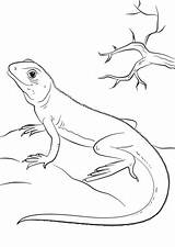 Jaszczurka Lucertola Colorear Disegno Lizard Lucertole Stampare Lagarto Lagartija Kolorowanka sketch template