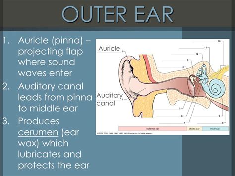 Ppt Sense Organs The Ye And The Ear Powerpoint Presentation Free