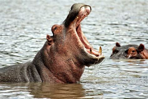 top  hippopotamus facts ancestry diet habitat  factsnet