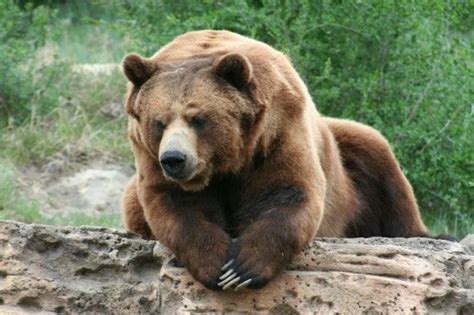 grizzly bear  black bear id