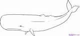 Sperm Whale Designlooter sketch template