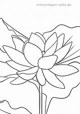 Lotusblume Lotosblume Ausmalbilder Blumen Pflanzen Ausmalen Grafik Malvorlagen sketch template