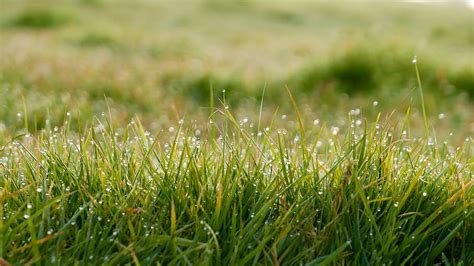 Close Up Dew Field Grass Green Ground Lawn Wet Piqsels