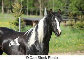 paint horse stock photo images  paint horse royalty  pictures