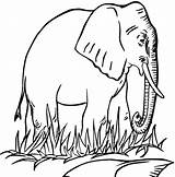 Elephant Coloring Pages Animals Grazing Wildlife sketch template