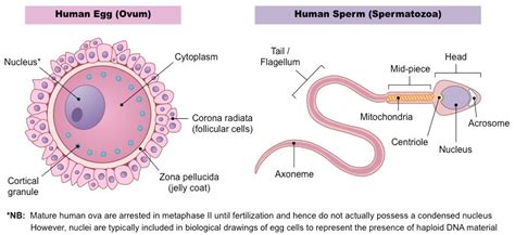 Egg And Sperm Bioninja