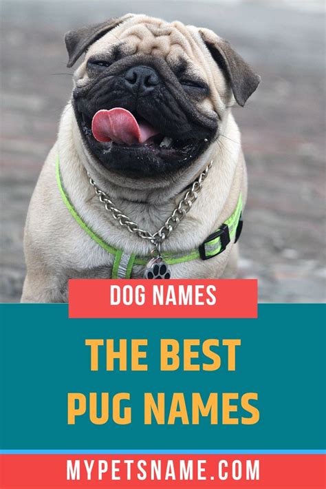 pug names pug names dog names girl pug names