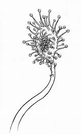 Carnivorous Plant Monster Coloring Plants Flowers Sketches Project Drawings Jr Designlooter Drawing Search Google Sb Nautilus Sketchbook Ink Tattoos Paper sketch template