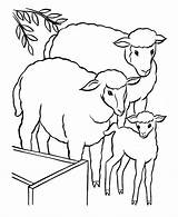 Lamb Ovca Books Coloringhome Colouring Lambs Bojanke Flock Jesus Paskah Mewarna Buku Kartun Iklan sketch template