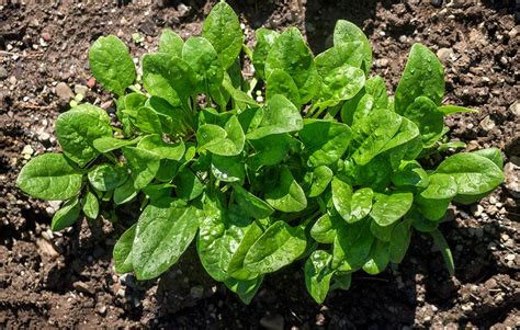ultimate spinach growing guide