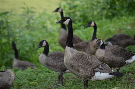 ducks geese  waterfowl harpers ferry national historical park