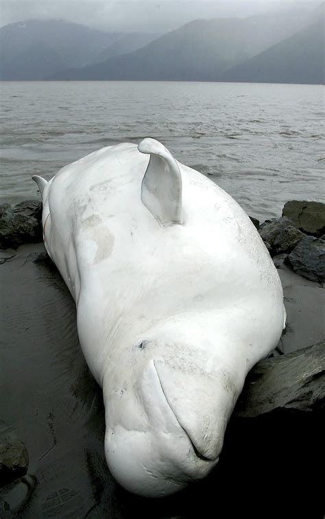 noaa releases plan  alaska endangered beluga whales  news