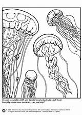 Jellyfish Coloring Pages Drawing Realistic Colouring Printable Edupics Getdrawings Popular Books Large sketch template