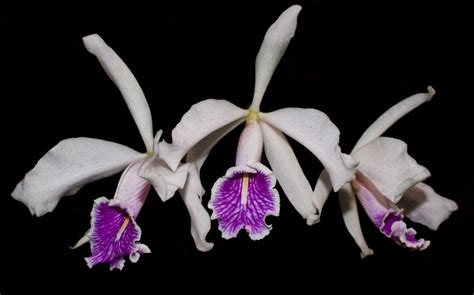 cattleya maxima semi alba cooperorchids orquidário