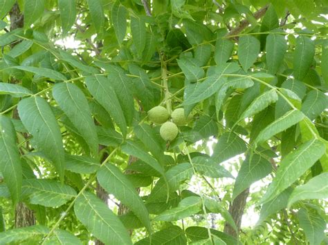 albion trees black walnut