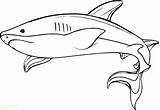 Shark Coloring Pages Whale Drawing Underwater Baby Hammerhead Megalodon Hungry Printable Color Adults Getcolorings Great Paintingvalley Comments Drawings Wecoloringpage Ocean sketch template