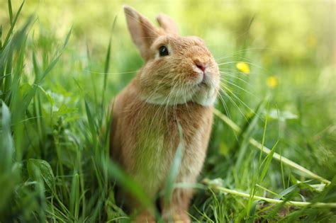 rabbits  great pets  dont give   easter chicago tribune