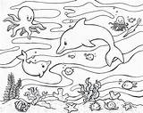 Ocean Ecosystem Drawing Coloring Biome Pages Getdrawings sketch template