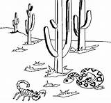 Desierto Deserto Colorare Ecosistema Desiertos Disegni Dibujar Ecosistemas Acolore Relaciones Alimentarias Dibuixos Habitat Imagui Dibuix sketch template