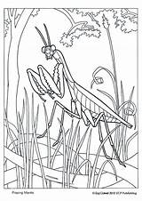Coloring Pages Mantis Praying Animal Kids Printable Choose Board Nature Educationalcoloringpages Sheets sketch template