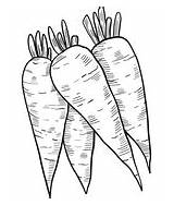 Carrots Cenouras Quatro Colorironline sketch template