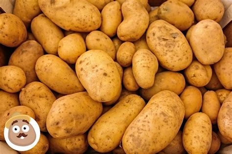 bintje potatoes perfect potato  urban gardens