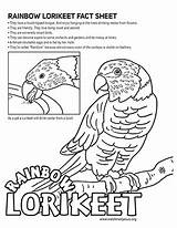 Lorikeet Coloring Designlooter Fact Sheet Color sketch template