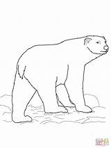 Urso Orso Polare Orsi Polari Desene Ursul Desenhos Colorat Stampare Ursi Disegnare sketch template