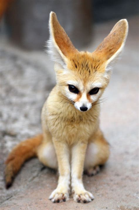 fennec fox facts  pictures images  wildlife photographs