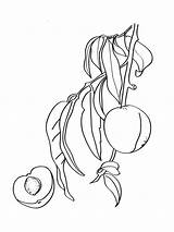 Peach Coloring Pages Tree Fruits Template Printable sketch template