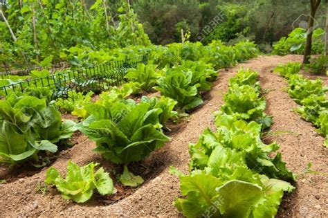 steps  choosing   location   vegetable garden