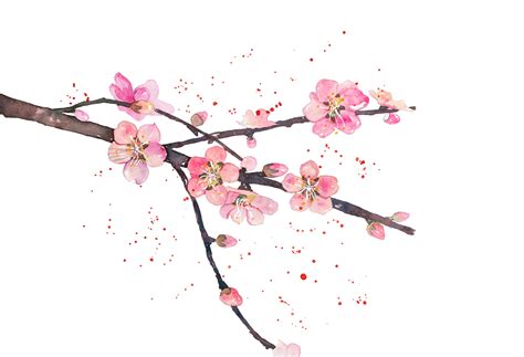peach blossom drawing  getdrawings