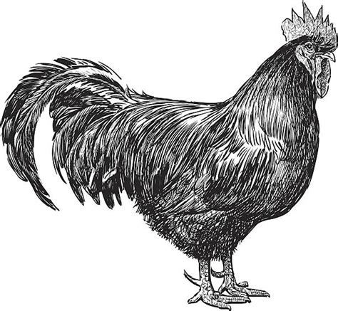 royalty free bantam clip art vector images and illustrations istock