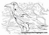 Crow Coloring Pages Color sketch template