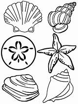 Coloring Seashell Pages Printable Kids sketch template