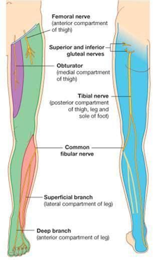 leg nerves physical therapist assistant anatomy massage therapy