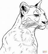Puma Ausmalbilder Rostro Ausmalbild Muso Ausdrucken sketch template