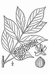 Poison Sumac Vernix Wikipedia Toxicodendron Red sketch template