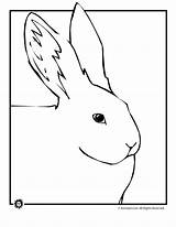 Bunnies Animaljr sketch template